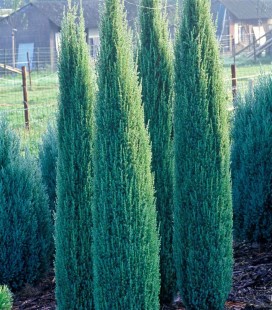 Juniperus communis 'Sentinel' Можжевельник обыкновенный