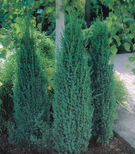Juniperus communis 'Sentinel' Можжевельник обыкновенный