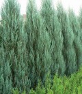 Juniperus scopulorum 'Blue Arrow', Ялівець скельний 'Блу Ароу'