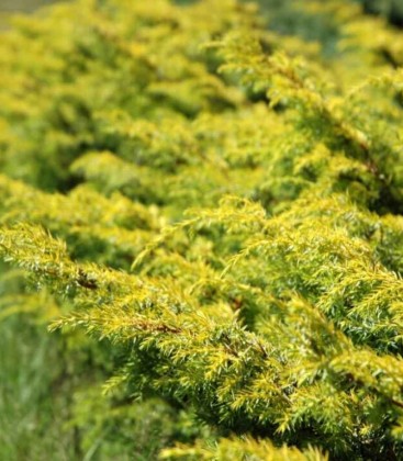 Juniperus communis 'Depressa Aurea' Можжевельник обыкновенный