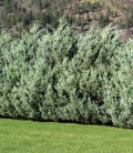 Juniperus scopulorum 'Moonglow' Можжевельник скальный