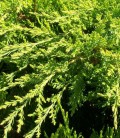 Juniperus x pfitzeriana 'Mint Julep' Ялівець Пфіцера
