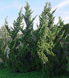 Juniperus chinensis mix Ялівець китайський