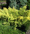Juniperus chinensis mix Ялівець китайський