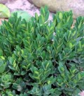 Buxus sempervirens 'Angustifolia' Самшит вечнозеленый