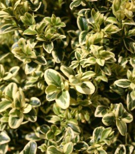Buxus sempervirens 'Argenteomarginata', Самшит вічнозелений 'Аргентеомаргіната'