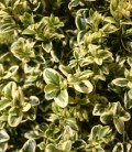 Buxus sempervirens 'Argenteomarginata' Самшит вечнозеленый