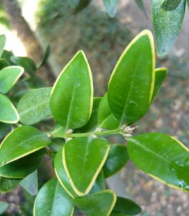 Buxus sempervirens 'Marginata', Самшит вічнозелений 'Маргіната'