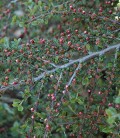 Cotoneaster perpusillus Кизильник горизонтальний (крихітний)