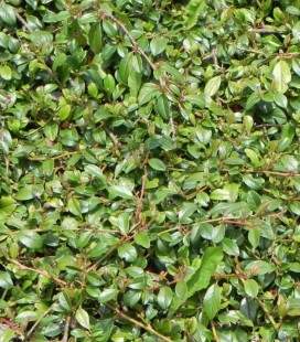 Cotoneaster salicifolius 'Parkteppich' Кизильник верболистовий