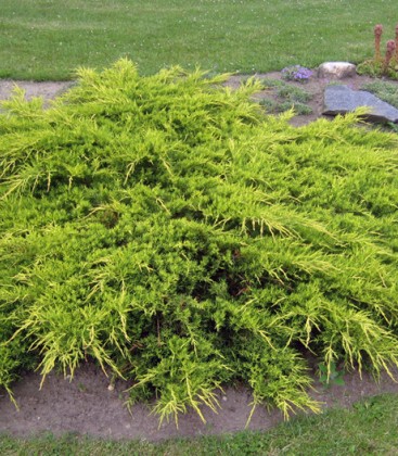Juniperus chinensis 'Pfitzeriana Aurea' Ялівець китайський