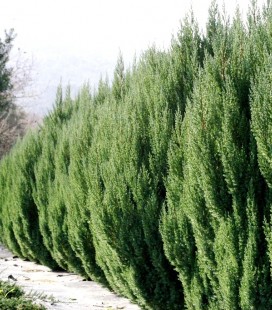 Juniperus chinensis 'Stricta', Ялівець китайський 'Стрікта'