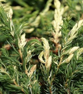 Juniperus communis 'Spotty Spreader', Ялівець звичайний 'Спотті Спредер'