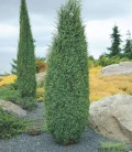 Juniperus communis ‘Hibernica’ Ялівець звичайний