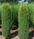 Juniperus communis 'Hibernica', Ялівець звичайний 'Гіберніка'
