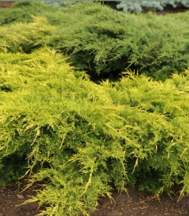 Juniperus pfitzeriana 'Gold Star' Можжевельник Пфицера