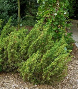 Juniperus chinensis 'Plumosa Aureovariegata', Ялівець китайський 'Плюмоза Ауреоварієгата'