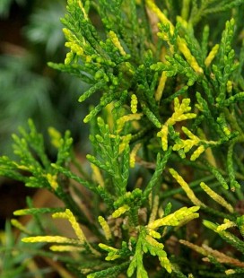 Juniperus pfitzeriana 'Plumosa Aureovariegata' Ялівець Пфіцера