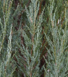Juniperus scopulorum 'Blue Arrow' Можжевельник скальный