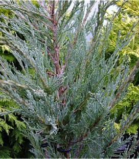 Juniperus scopulorum 'Skyrocket' Можжевельник скальный