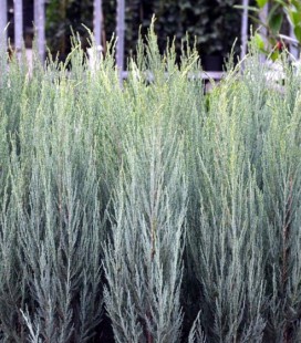 Juniperus scopulorum 'Skyrocket', Ялівець скельний 'Скайрокет'