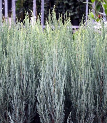 Juniperus scopulorum 'Skyrocket' Ялівець скельний