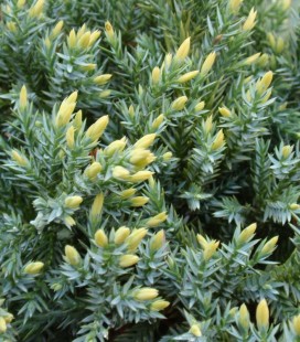 Juniperus squamata 'Dream Joy', Ялівець лускатий 'Дрім Джой'