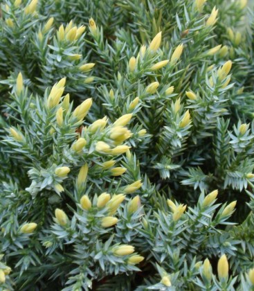 Juniperus squamata 'Dream Joy' Ялівець лускатий