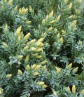 Juniperus squamata 'Dream Joy', Ялівець лускатий 'Дрім Джой'