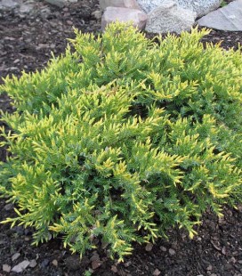 Juniperus squamata 'Holger', Ялівець лускатий 'Холгер'