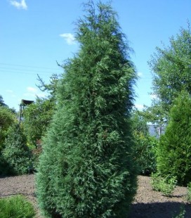 Juniperus virginiana 'Glauca', Ялівець віргінський 'Глаука'