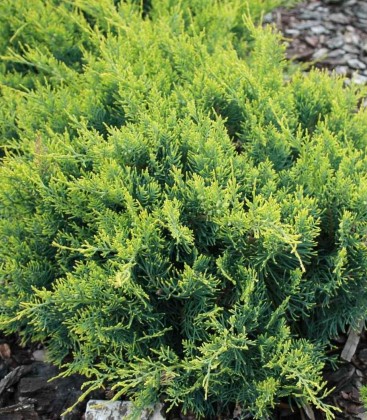 Juniperus virginiana 'Golden Spring' Ялівець віргінський