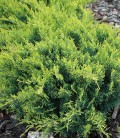 Juniperus virginiana 'Golden Spring', Ялівець віргінський 'Голден Спрінг'