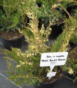 Juniperus x media 'Mint Julep Tarka', Ялівець середній 'Мінт Джуліп Тарка'
