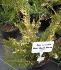 Juniperus x media 'Mint Julep Tarka', Ялівець середній 'Мінт Джуліп Тарка'