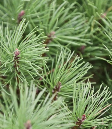 Pinus mugo Сосна горная карликовая