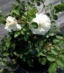 Rosa polyantha 'White Fairy' Троянда бордюрна 'Вайт Фейрі'﻿