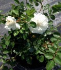 Rosa polyantha 'White Fairy' Троянда бордюрна 'Вайт Фейрі'﻿