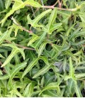 Hedera helix sagittifolia Плющ звичайний зірчастий