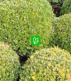 Buxus sempervirens Самшит вечнозеленый